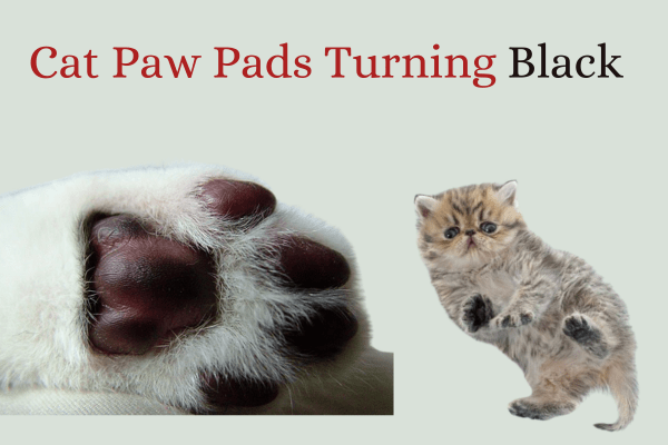 Cat Paw Pads Turning Black