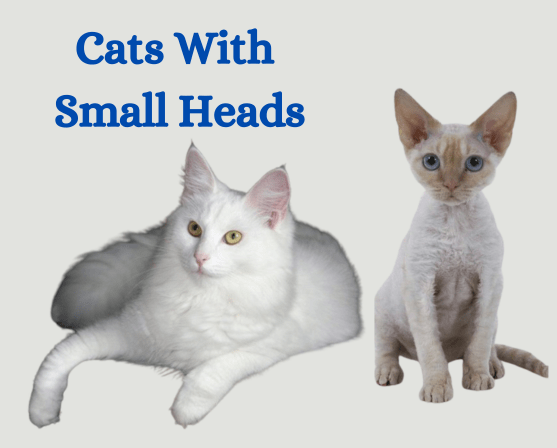 cats with small heads