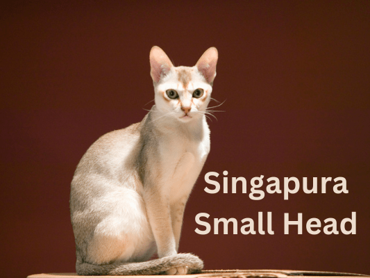  Singapura Cats with Small Heads 