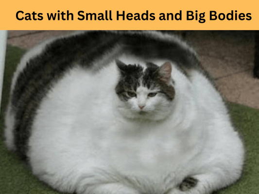 Cats with Small Heads and Big Bodies