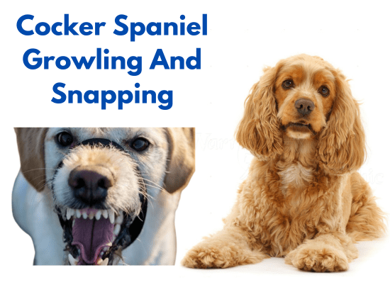 Cocker Spaniel Growling And Snapping