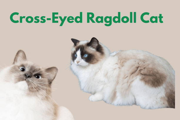 Cross Eyed Ragdoll