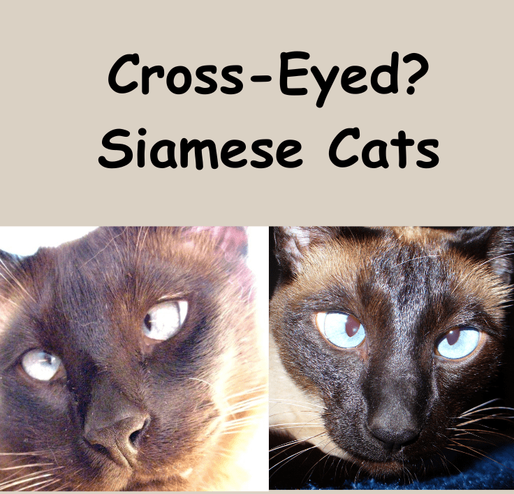 Siamese cross-eyed cats