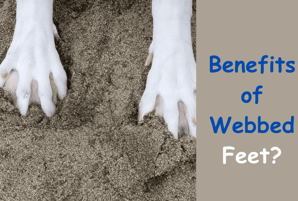 What are the benefits of webbed feet?