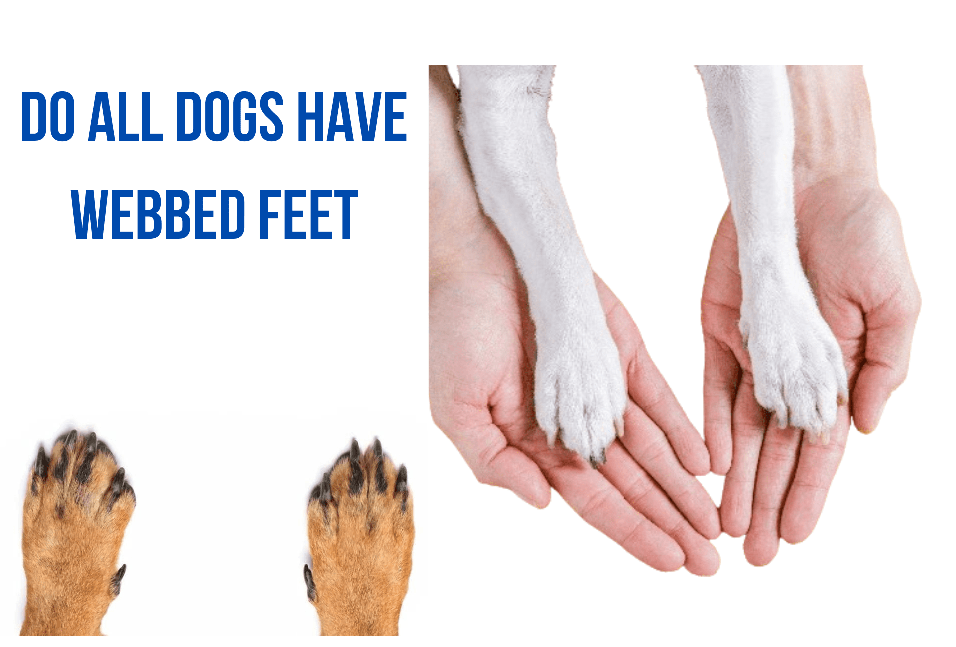 Do all dogs have webbed feet?