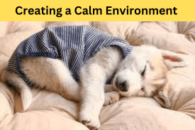 Creating a Calm Environment after  dog vaccination