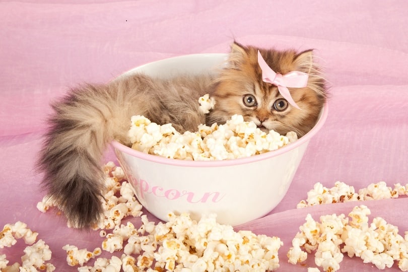 How much popcorn is too much for a cat?