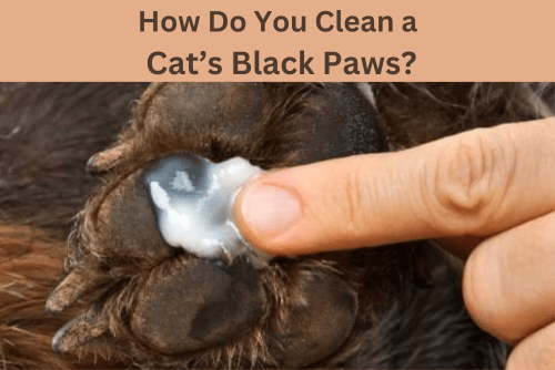 How do you clean a cat’s black paws?