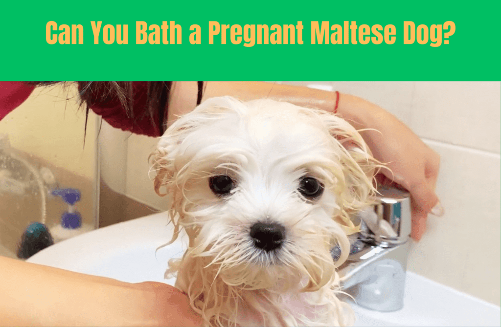 Can You Bath a Pregnant Maltese Dog?