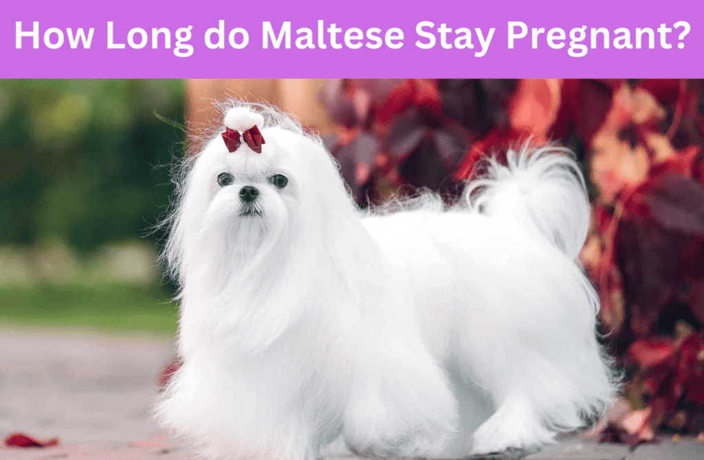 How long do Maltese stay pregnant?