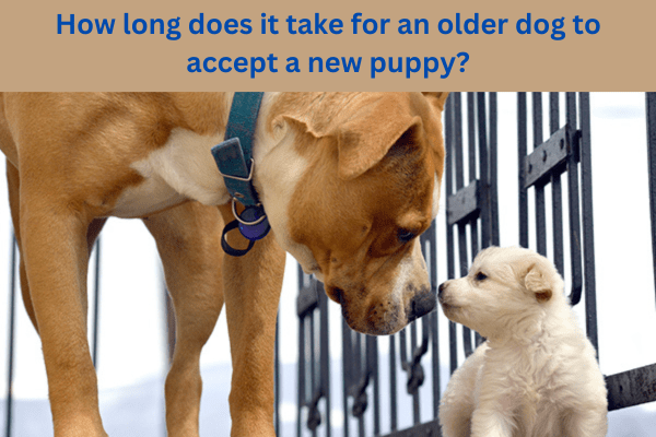 How long does it take for an older dog to accept a new puppy?