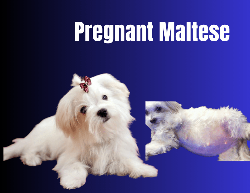 Pregnant Maltese