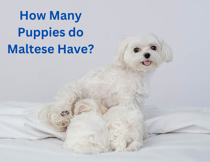 How many puppies do Maltese have?