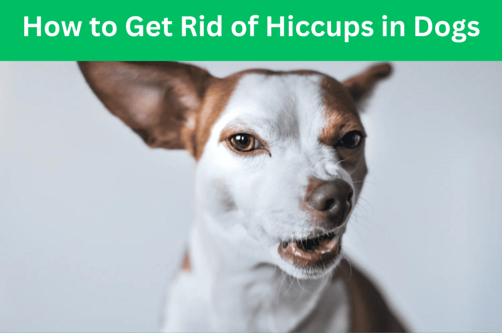 How to Get Rid of Hiccups in Dogs