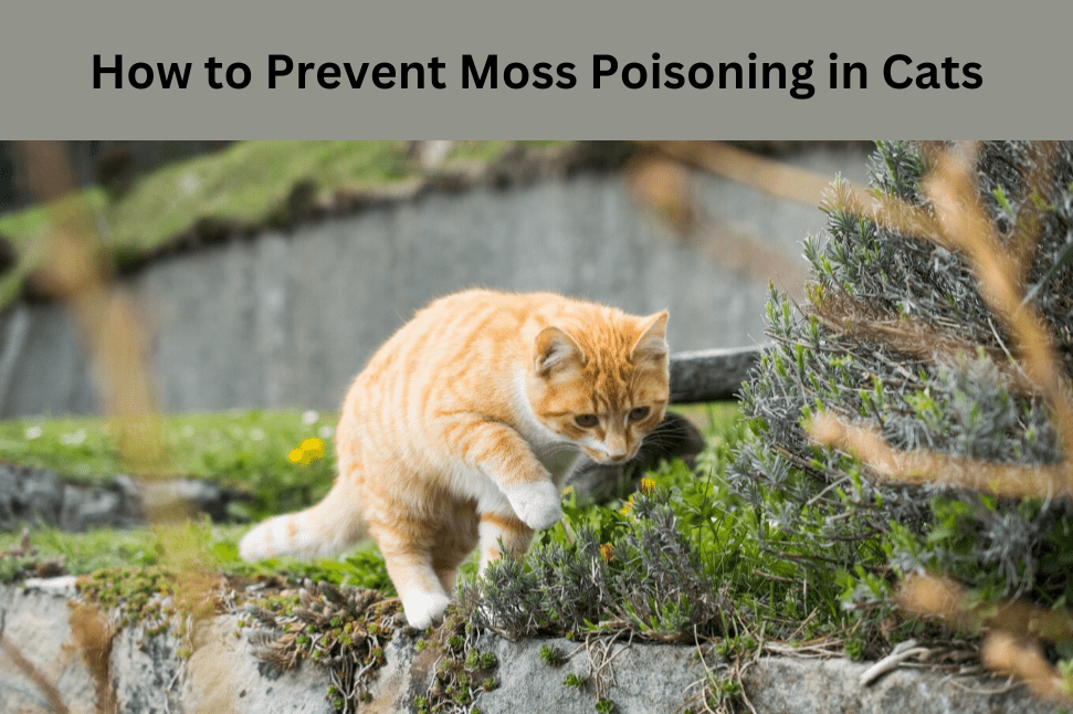 How to Prevent Moss Poisoning in Cats