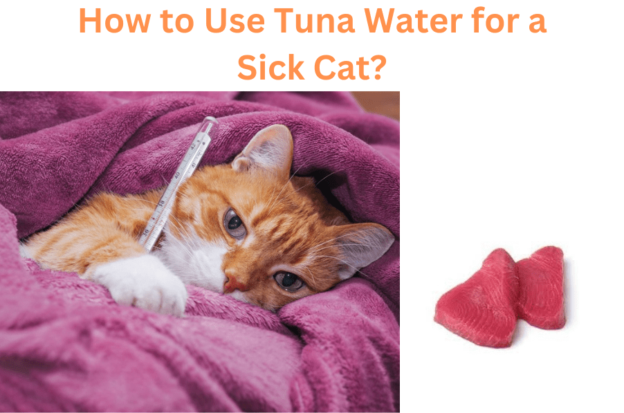 How to use tuna water for a sick cat?