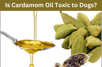 Is Cardamom Oil Toxic to Dogs?