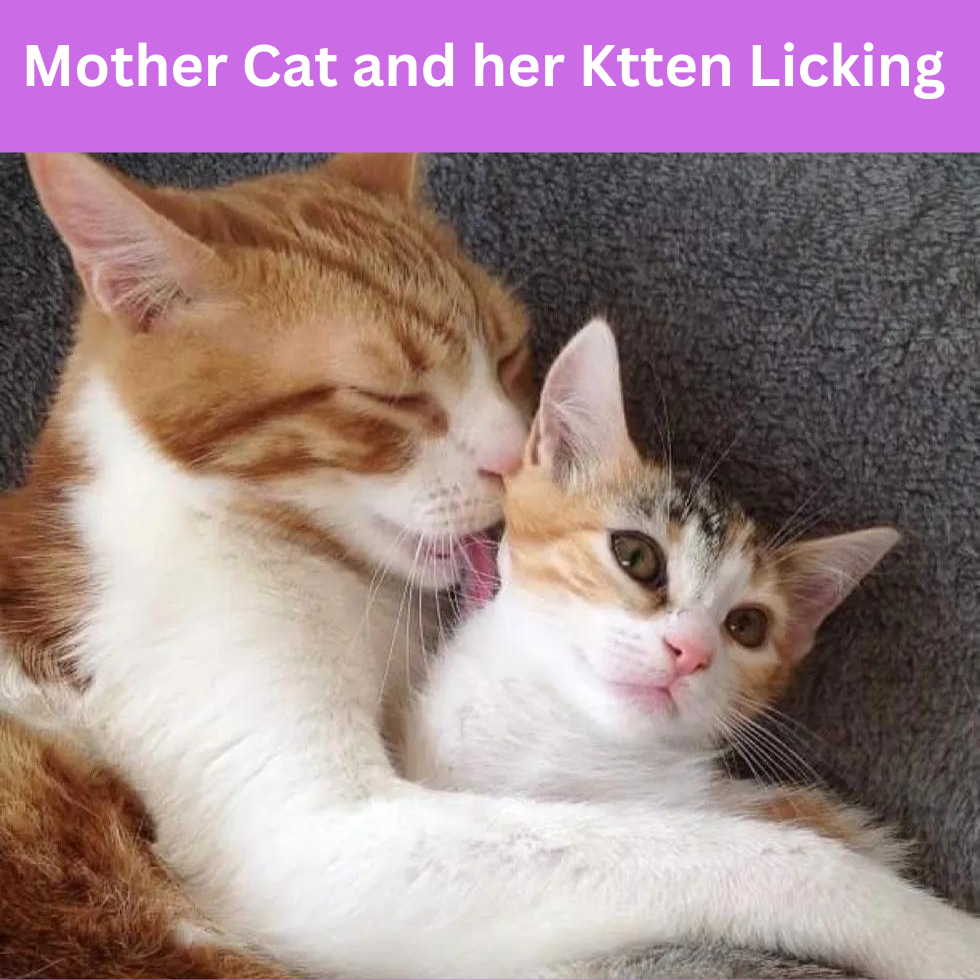 Why Do My Cats Lick Each Other? The Surprising Reasons Behind This Behavior