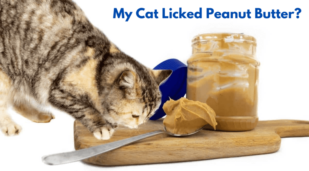 My Cat Licked Peanut Butter?
