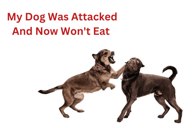 My Dog Was Attacked And Now Won't Eat