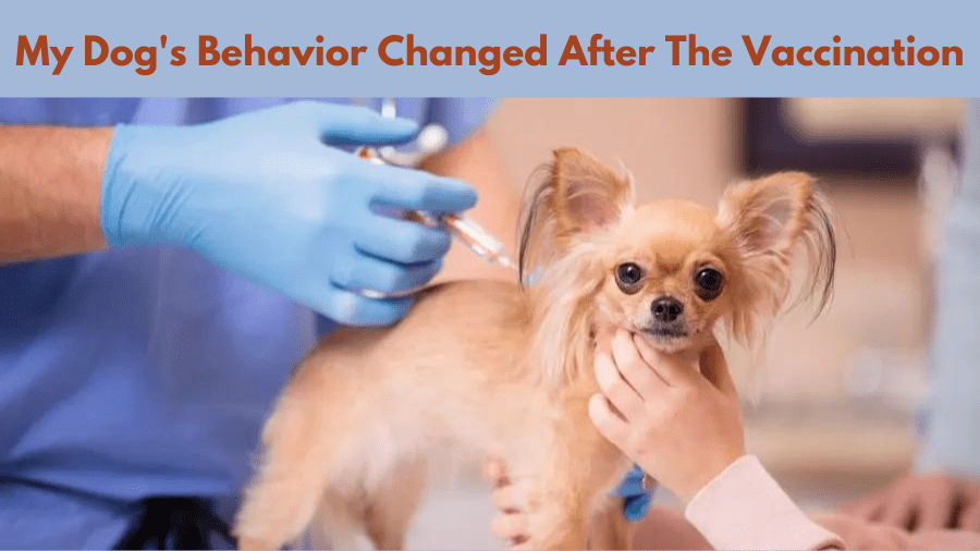 My Dog's Behavior Changed After The Vaccination