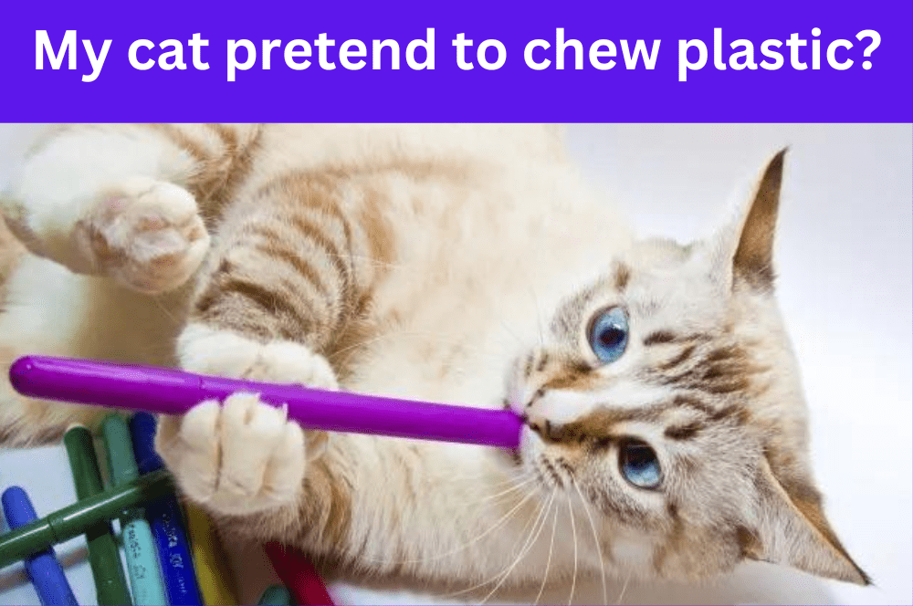 Why does my cat pretend to chew plastic?