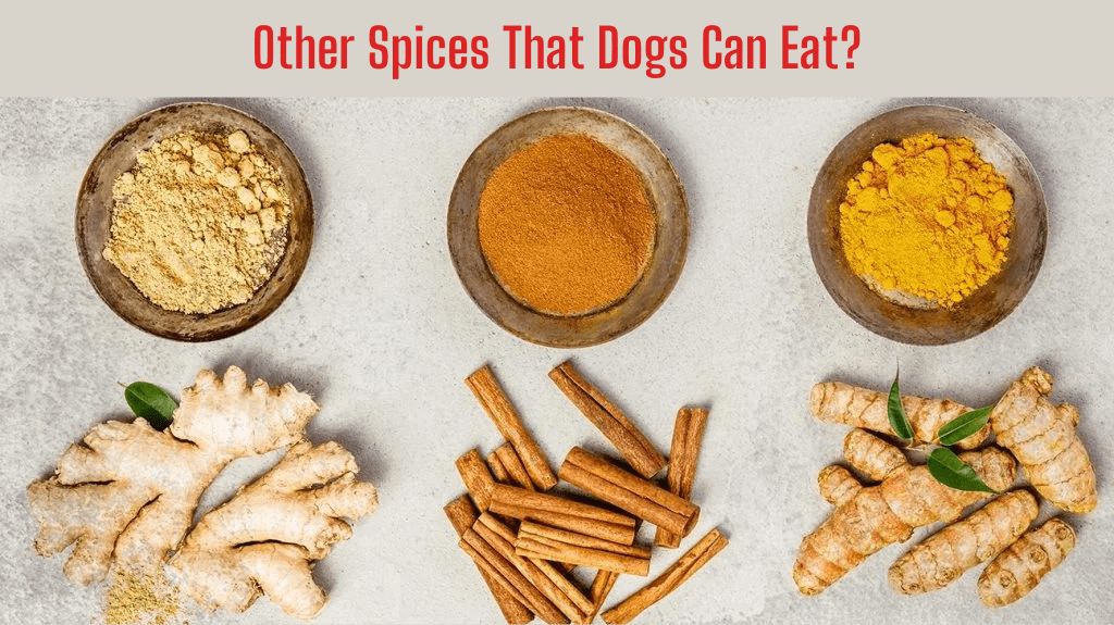 What are some other spices that dogs can eat?