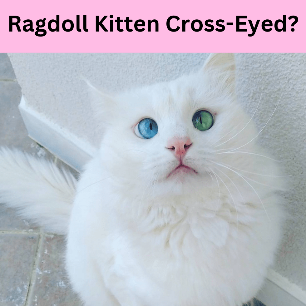 Why is my Ragdoll kitten cross-eyed?