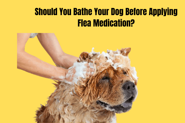 Should You Bathe Your Dog Before Applying Flea Medication?