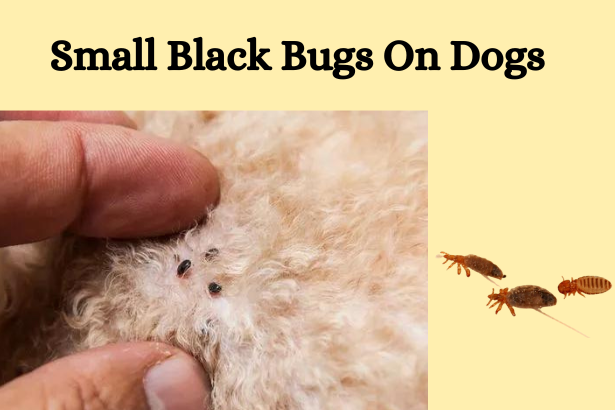 Small black bugs on dogs