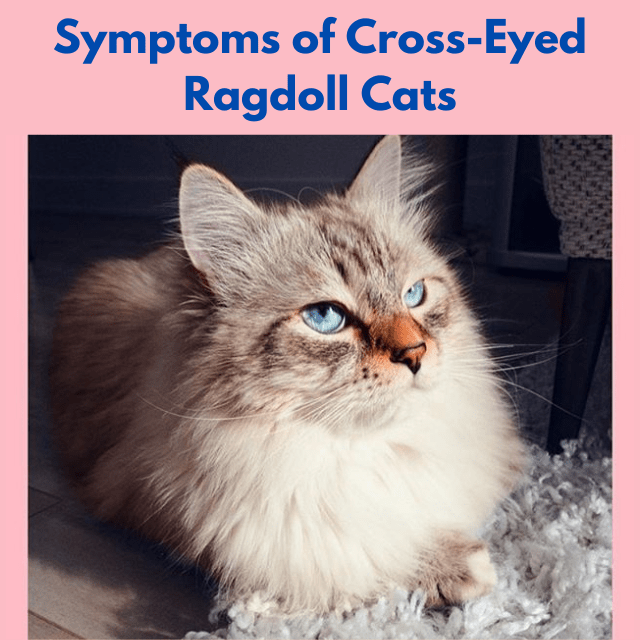 Symptoms of Cross-Eyed Ragdoll Cats