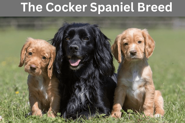 The Cocker Spaniel Breed