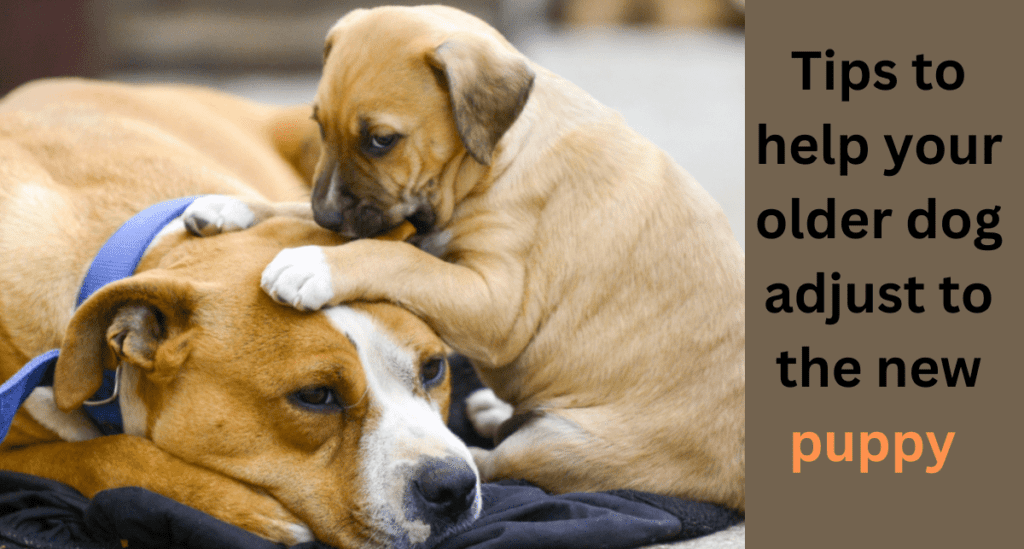 Tips to help your older dog adjust to the new puppy 