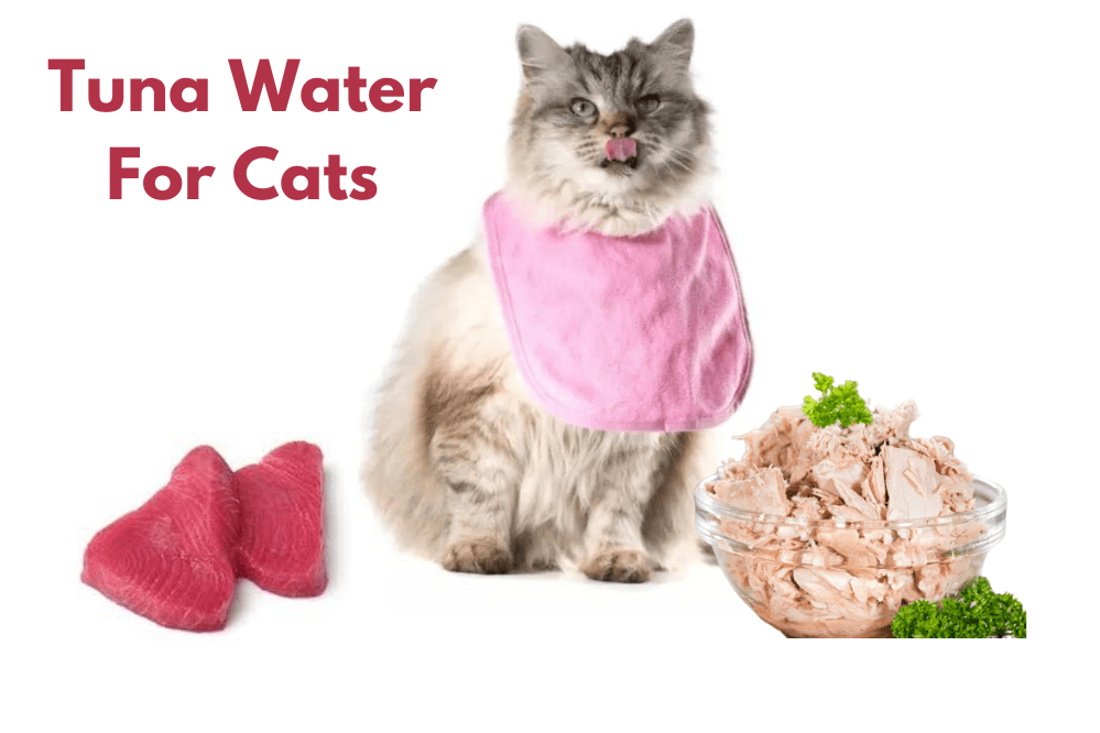 Tuna Water For Cats