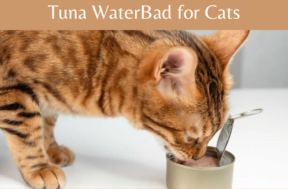 Drawbacks of Tuna Water for Cats
