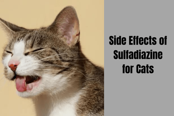 
What are the side effects of sulfadiazine?
