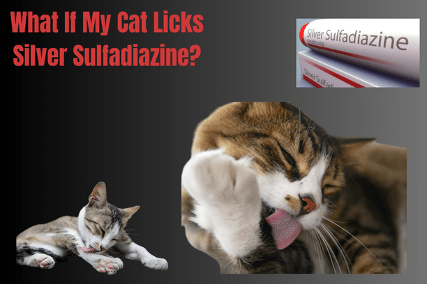 What If My Cat Licks Silver Sulfadiazine?