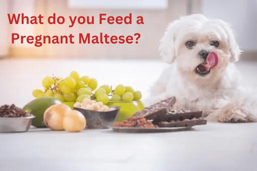 What is the best food for a pregnant Maltese dog?