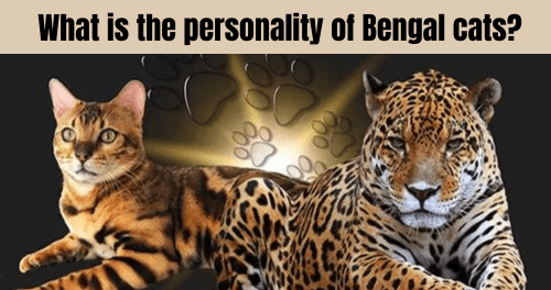 What is the personality of Bengal cats?