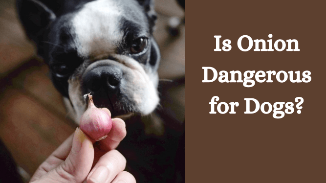 Is Onion Dangerous for Dogs?