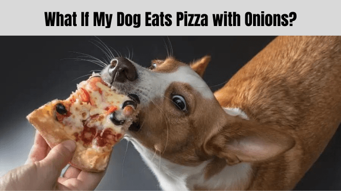 What If My Dog Eats Pizza with Onions?