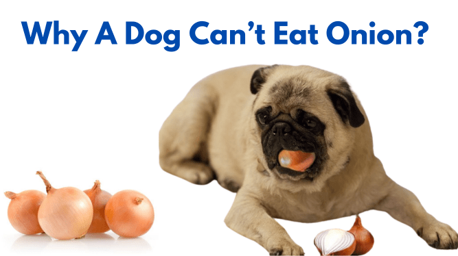 why a dog can't eat onion?