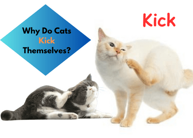 Why Do Cats Kick Themselves?