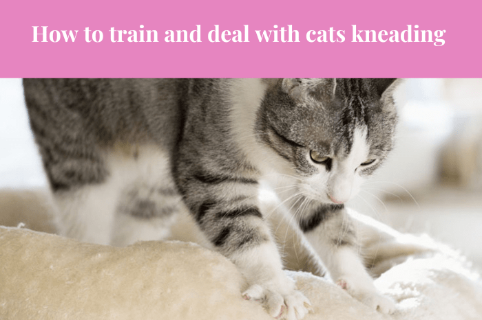 How to train with cats kneading and biting blankets?