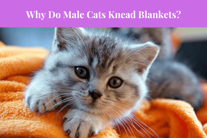 Why do male cats knead blankets?