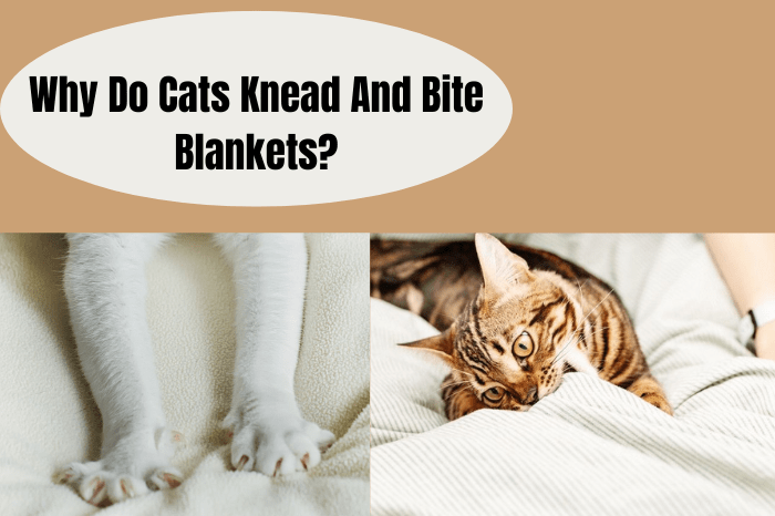 Why Do Cats Knead And Bite Blankets?