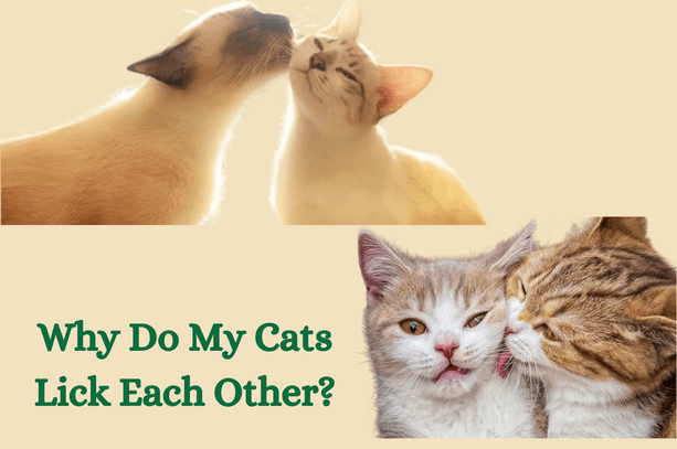 Why do my cats lick each other?