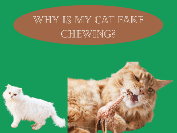 Why Is My Cat Fake Chewing?