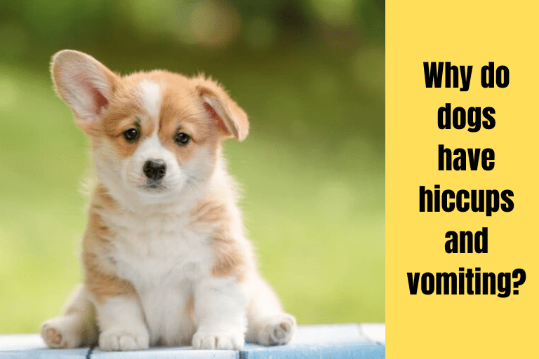 Why do dogs have hiccups and vomiting?