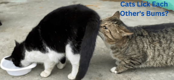 Why do cats lick each other's bums?